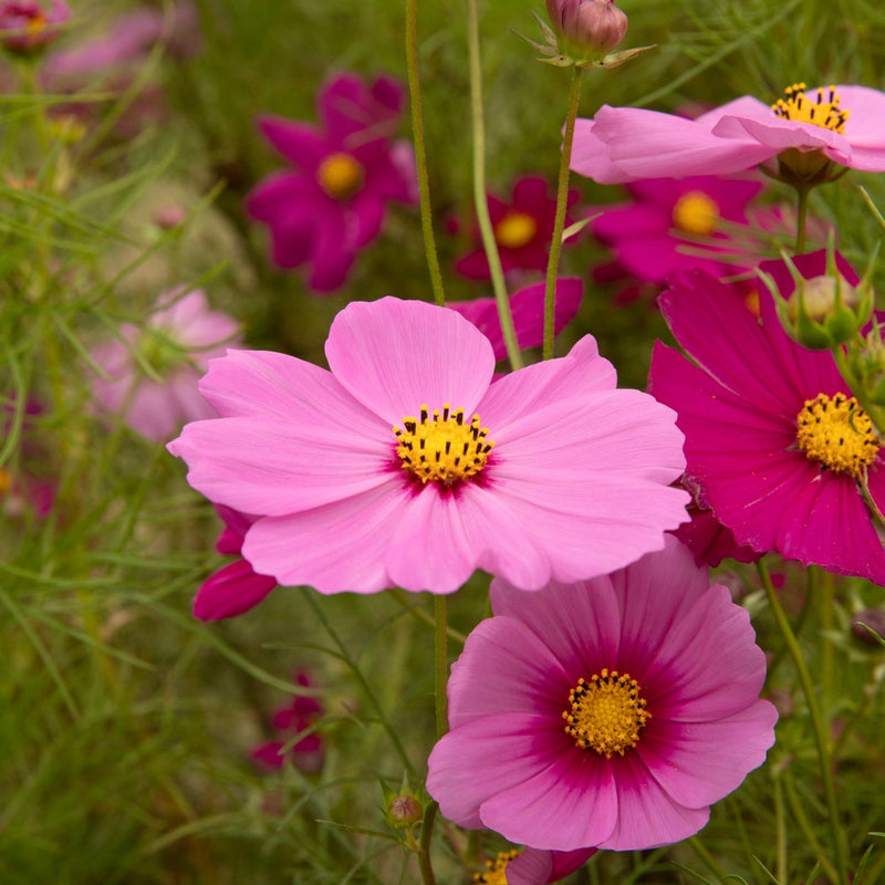 garden cosmos seeds Sea Shells Blend Cosmos Seeds – Epic Gardening