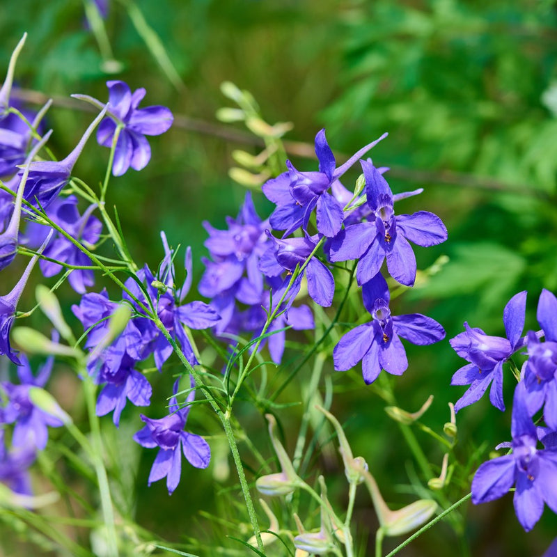cloud spires plant the sun seeds Shades of Blue Larkspur Seeds – Epic Gardening