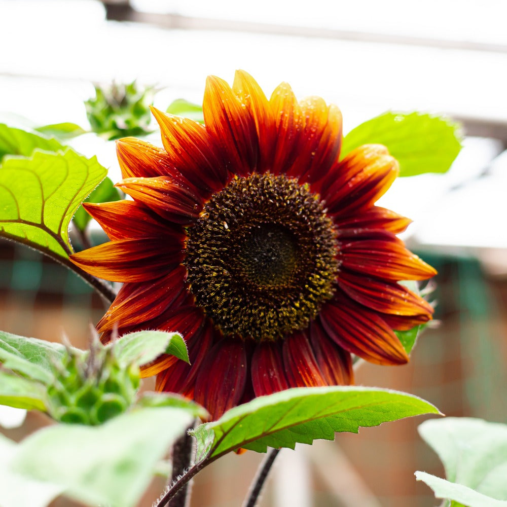 【…sunflower…】 Shock-O-Lat Sunflower Seeds – Epic Gardening