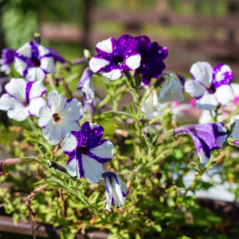wave petunia flower seeds Shock Wave Purple Tie Dye Petunia Seeds
