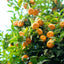 Owari Satsuma Tree