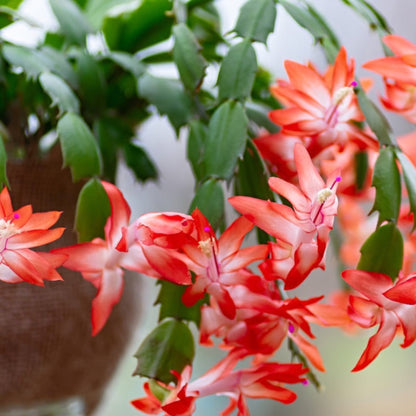 Holiday Cactus