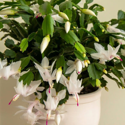 Holiday Cactus