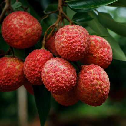 Brewster Lychee Tree
