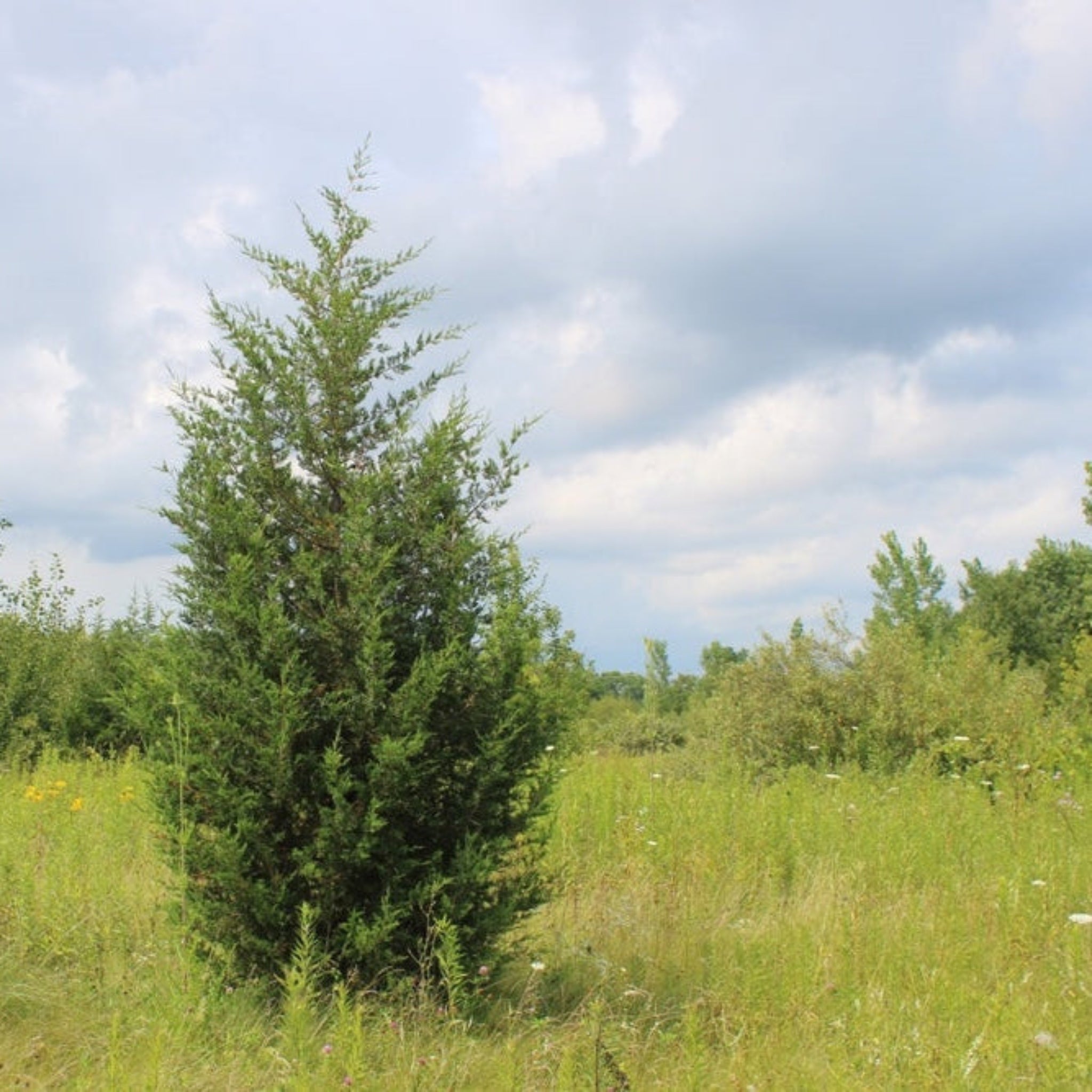 Eastern Red Cedar Root System Eastern Red Cedar – Farm Direct