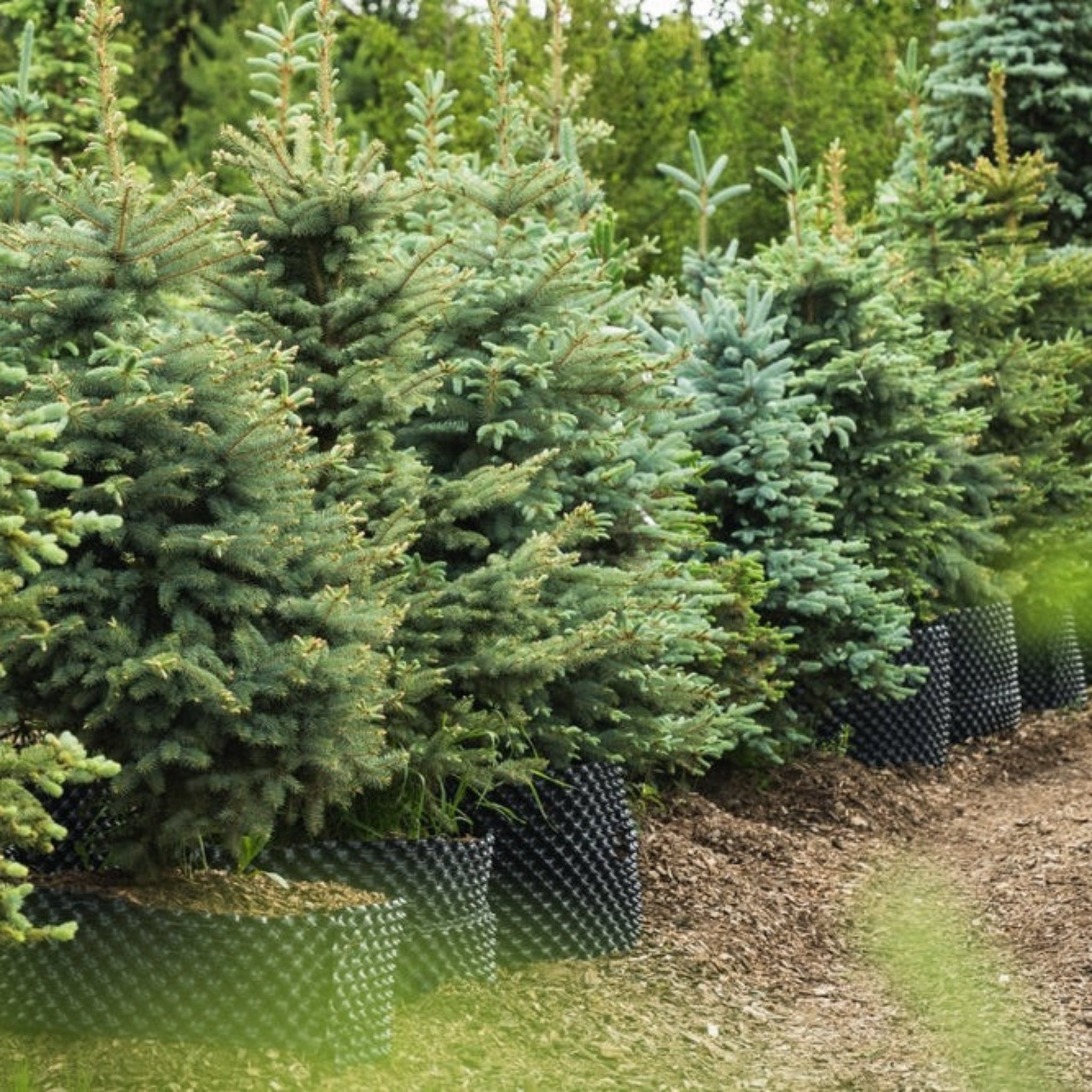 Epic Gardening Baby Blue Eyes Spruce