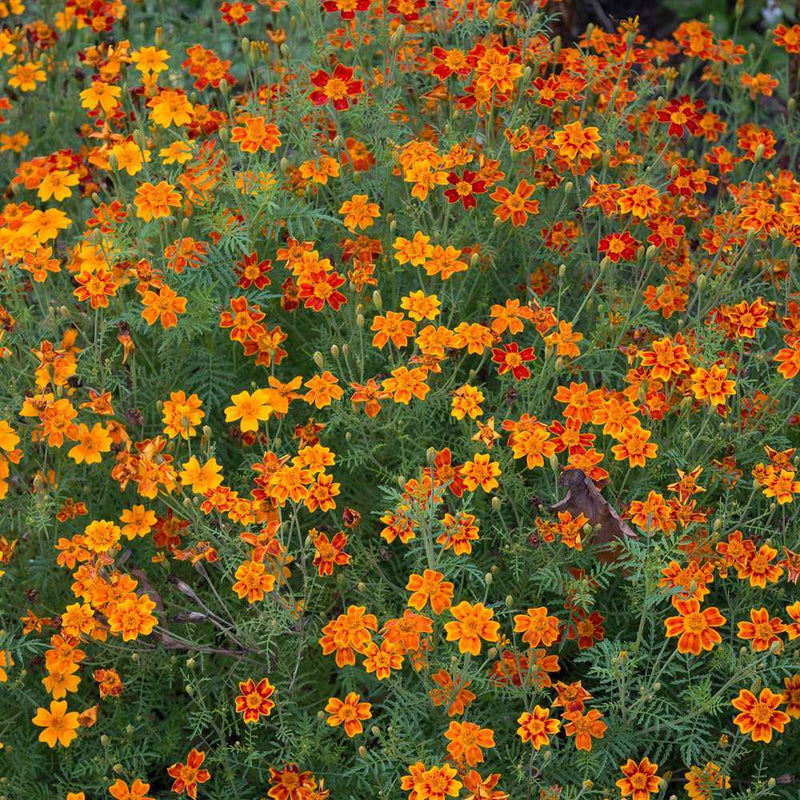 best marigold seeds company Gem Blend Signet Marigold Seeds