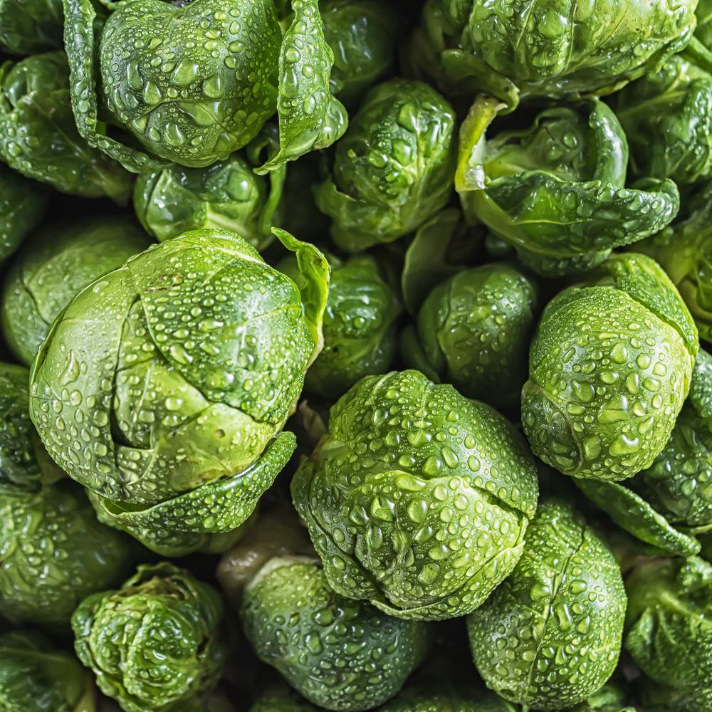 Silvia Brussels Sprouts Seeds