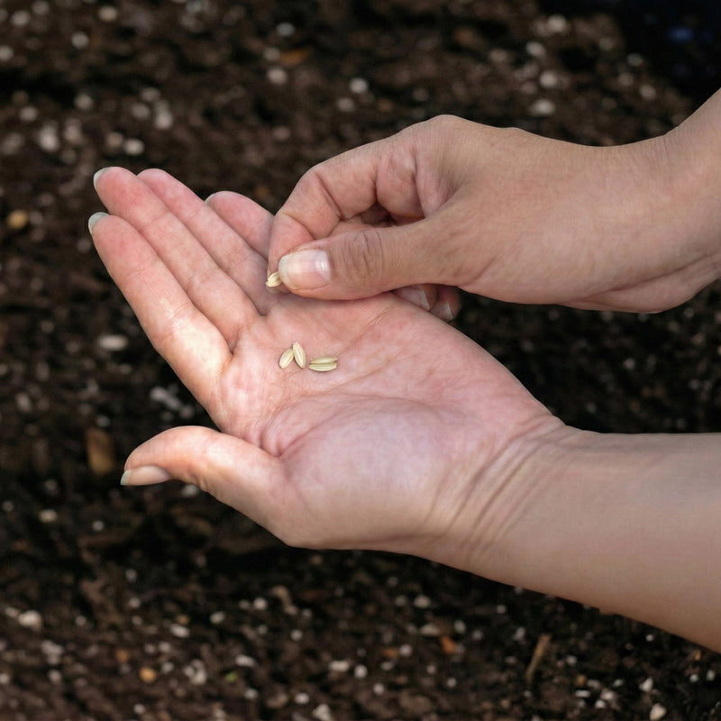 Epic Snack Attack (Level 1)