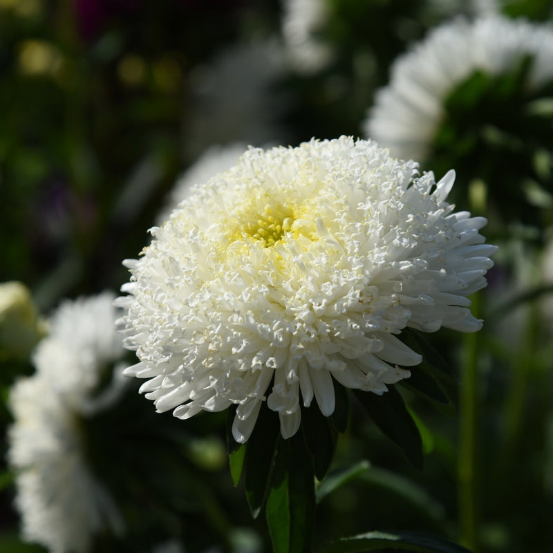 Snowmaiden Scabiosa Seeds