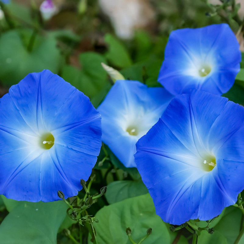 Something Old Something New Morning Glory Seeds