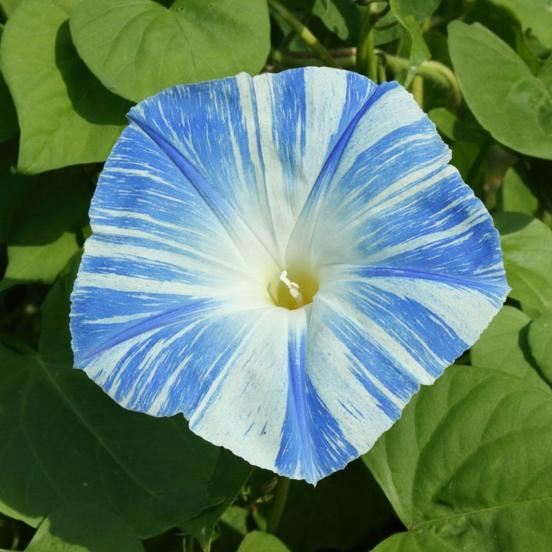 Something Old Something New Morning Glory Seeds