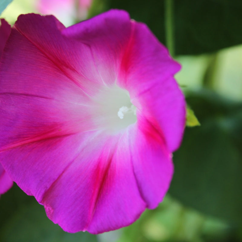 Something Old Something New Morning Glory Seeds