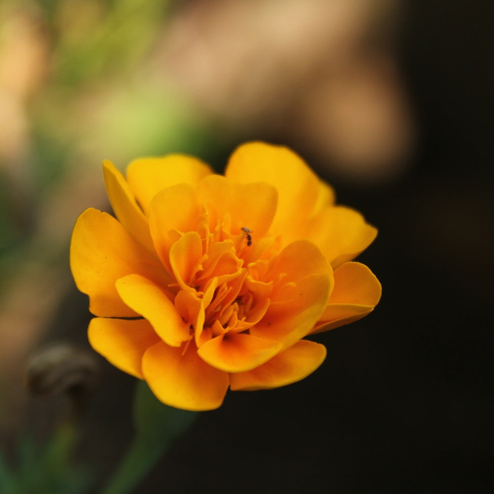 Sparky Apricot Poppy Seeds – Epic Gardening