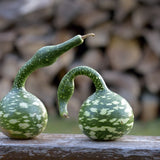 Speckled Swan Hard-shelled Gourd Seeds