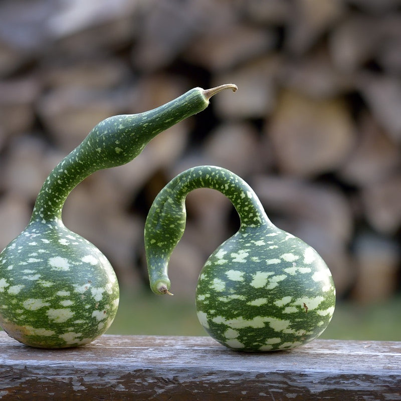 Speckled Swan Hard-shelled Gourd Seeds