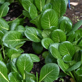 Tendergreen Mustard Spinach Seeds