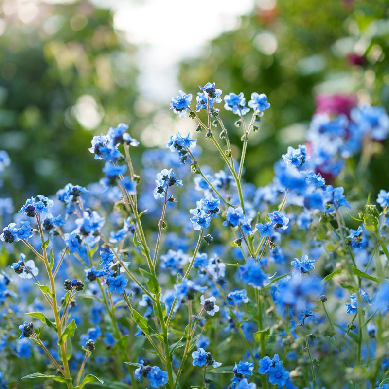 flower seeds to start in summer Spring and Summer Forget-Me-Not Seeds