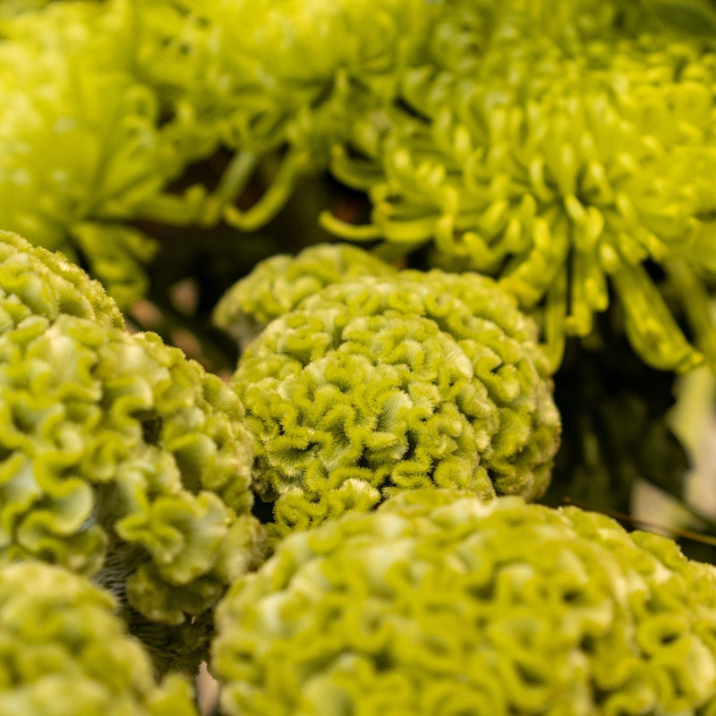 celosia flower seeds Spring Green Celosia Seeds