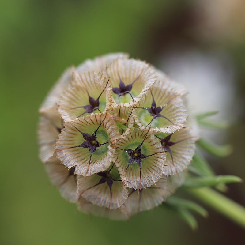 star flower seeds Starflower Scabiosa/Pincushion Flower Seeds