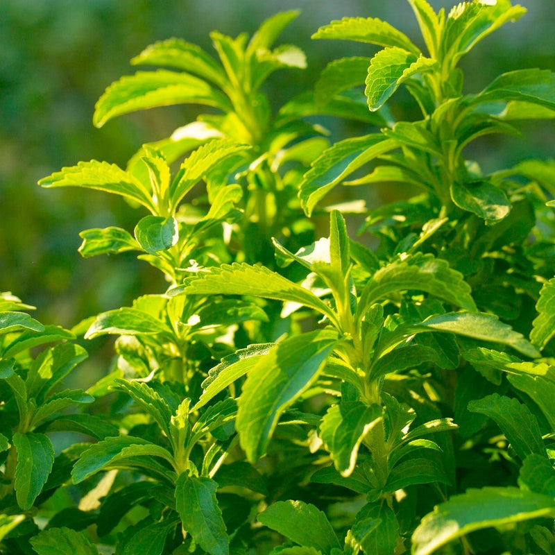 plant stevia seeds Candy Stevia Seeds