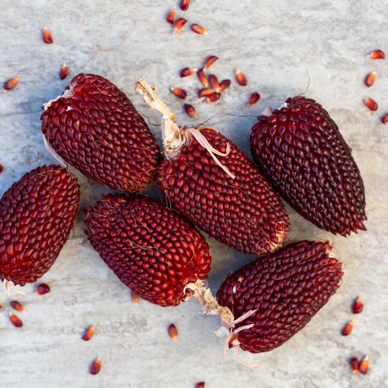 where is strawberry seeds located Strawberry Popcorn Corn Seeds – Epic Gardening