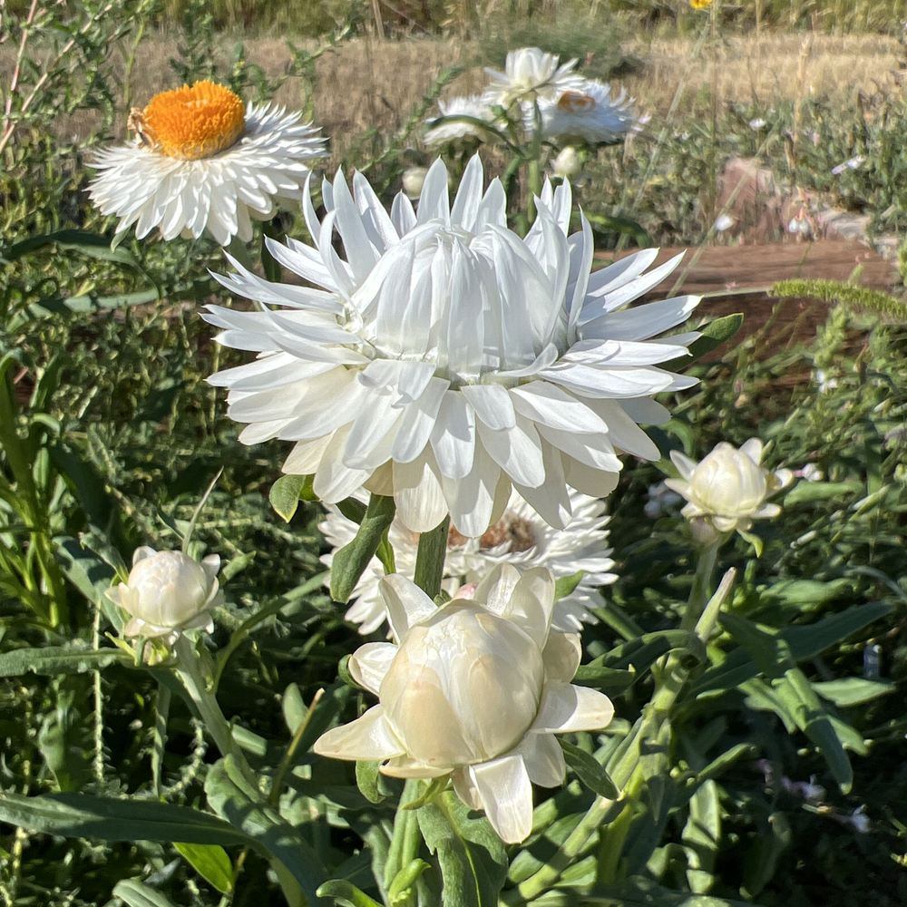King Size Silvery White Strawflower Seeds