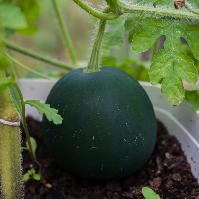 watermelon seeds plant grow Sugar Baby Watermelon Seeds – Epic Gardening