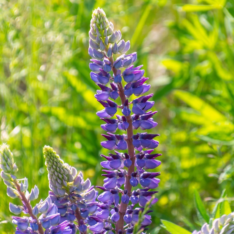 Sundial Lupine Bluebonnet Seeds