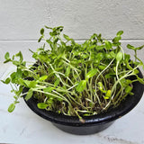 Sunflower Microgreens Seeds