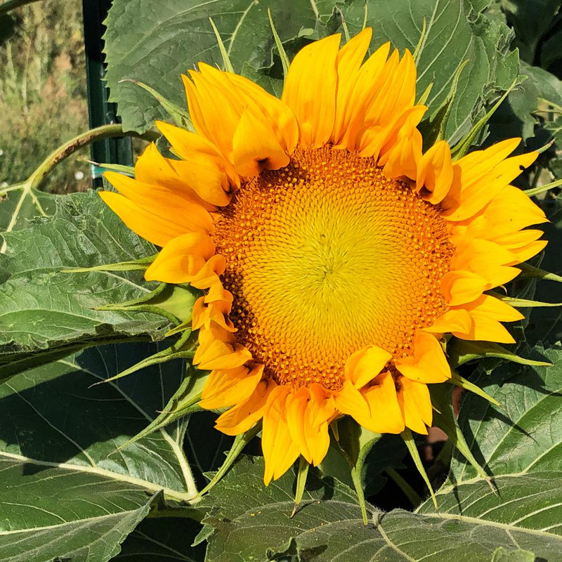 edible sunflower seed plants Sunspot Dwarf Sunflower Seeds