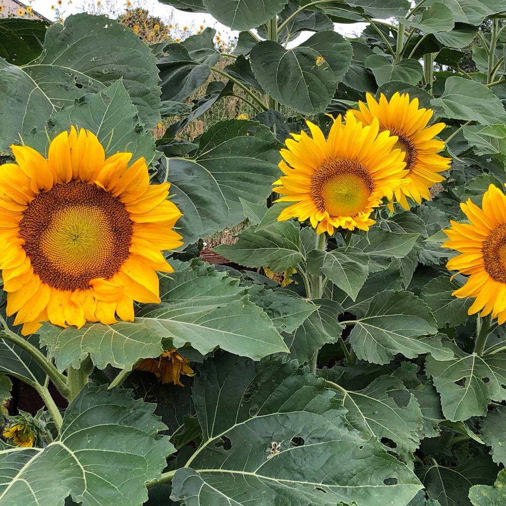 Sunspot Dwarf Sunflower Seeds – Epic Gardening