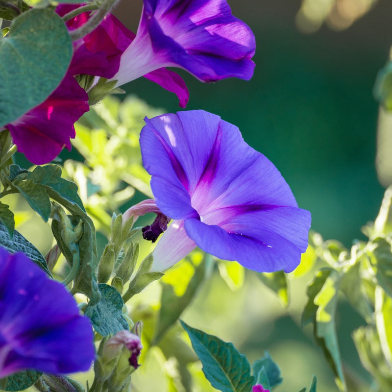 Sunrise Blend Morning Glory Seeds