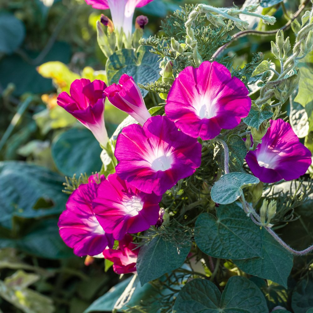 morning glory seed effects Sunrise Blend Morning Glory Seeds – Epic Gardening