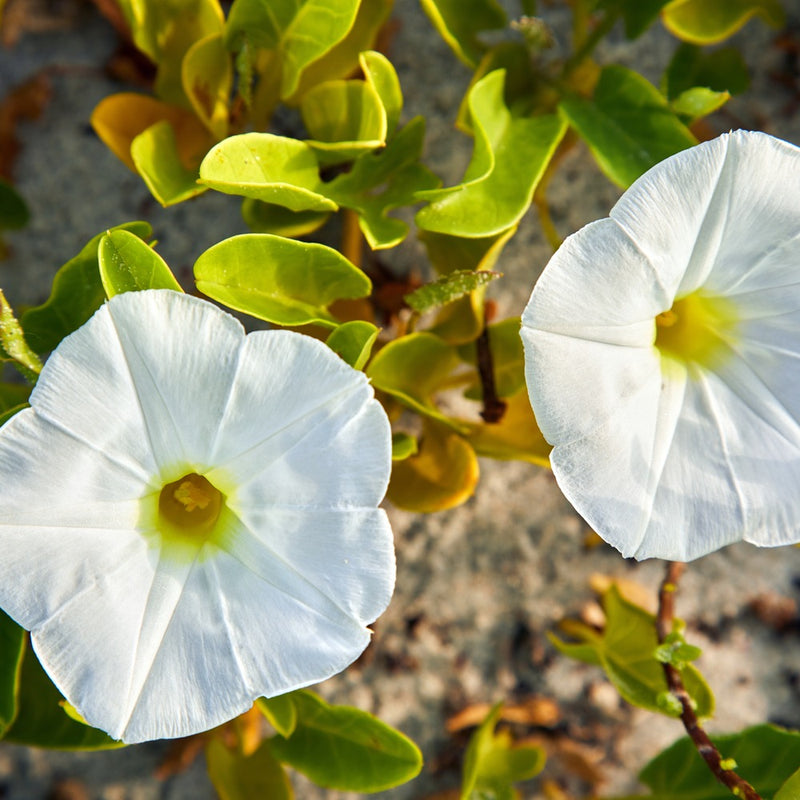 Sunrise Blend Morning Glory Seeds