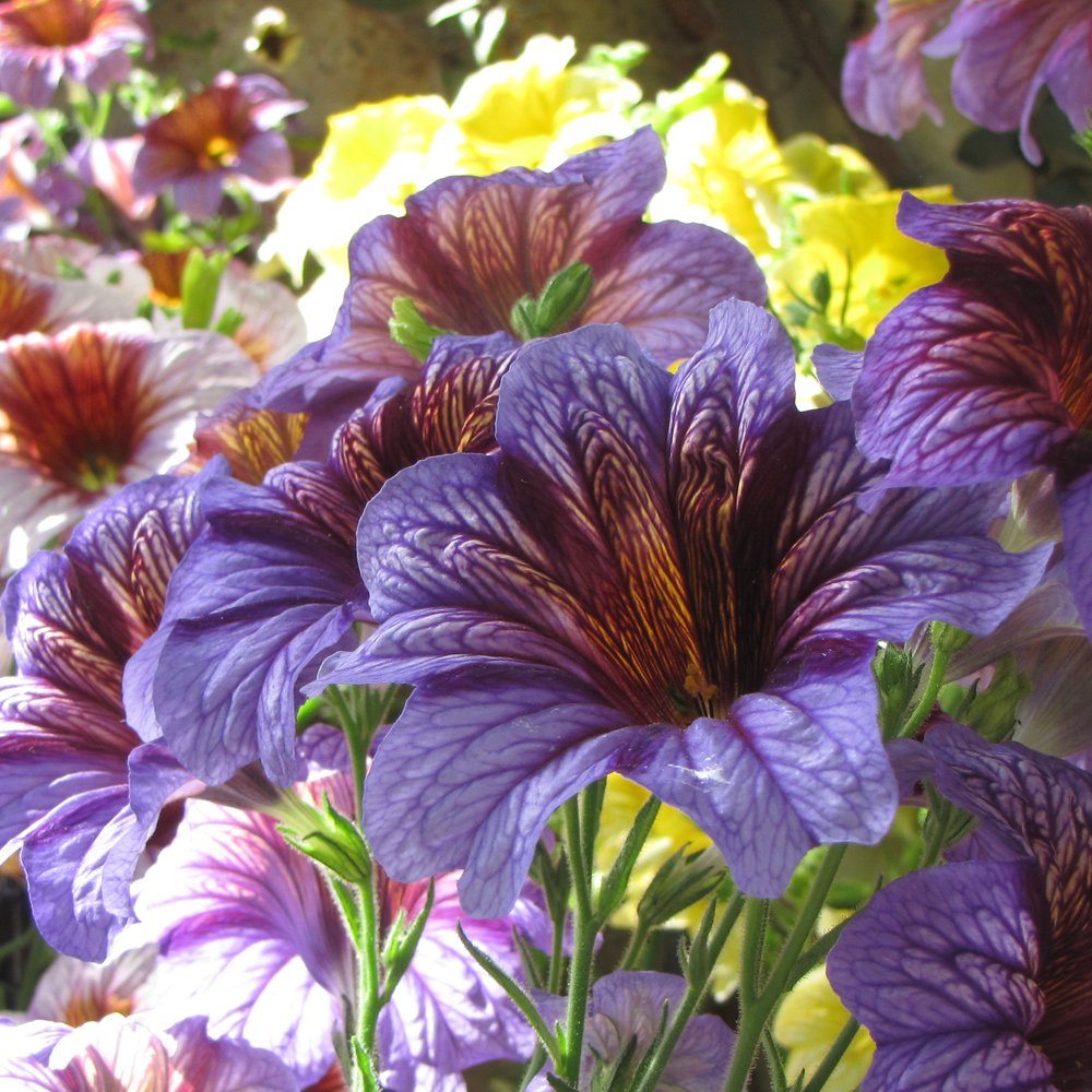 Superbissima Blend Salpiglossis Seeds