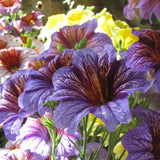 Superbissima Blend Salpiglossis Seeds
