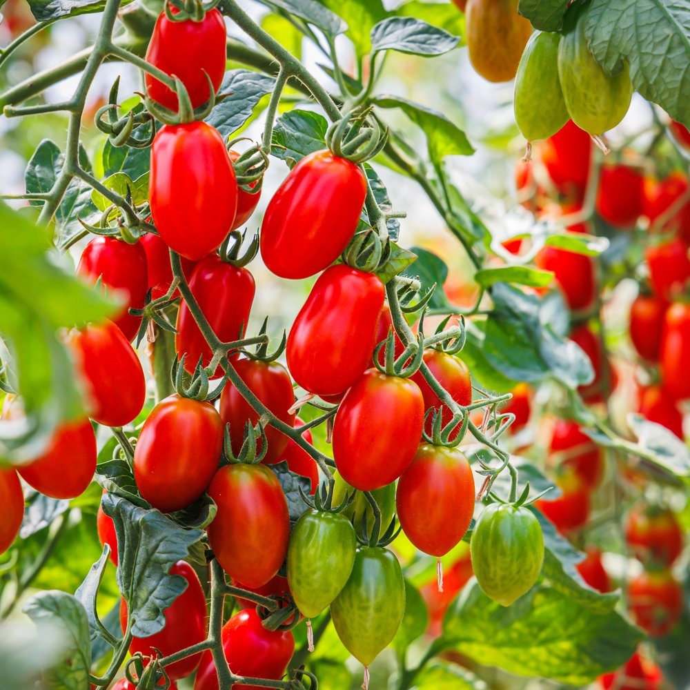 Supremo Bush Roma Tomato Seeds – Epic Gardening