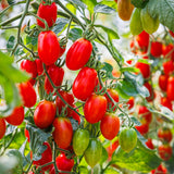 Supremo Bush Roma Tomato Seeds