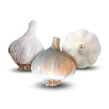Cool Climate Garlic Bundle (Zone 6)