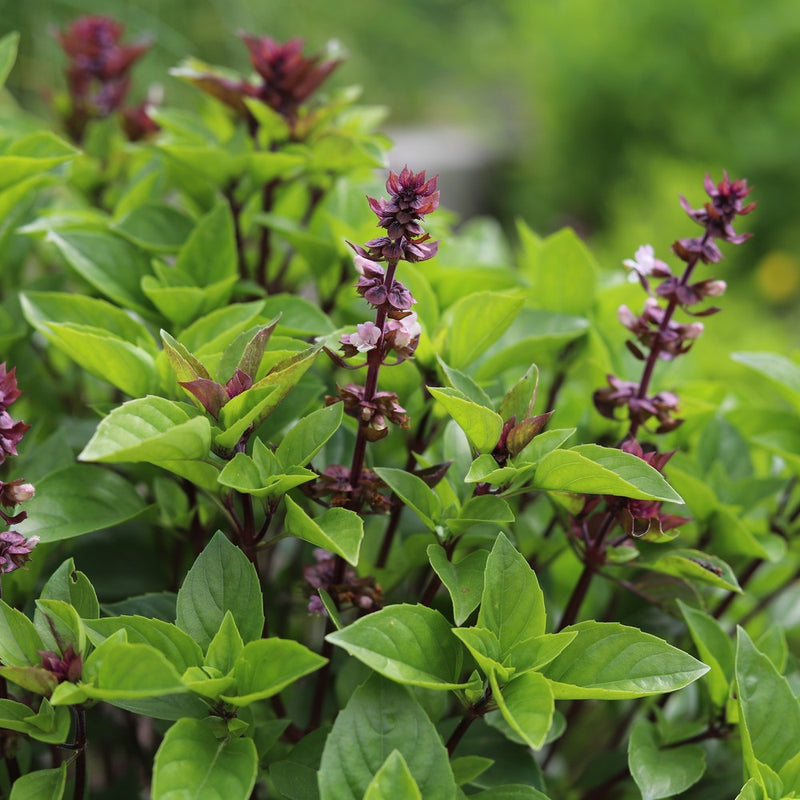 thai garden seeds Sweet Thai Basil Seeds