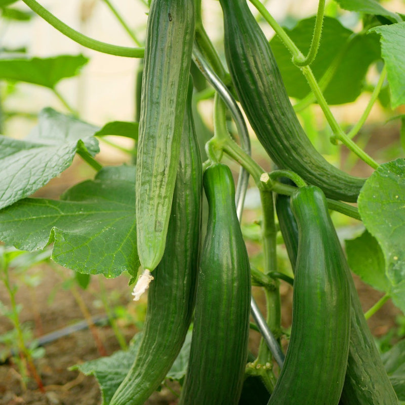 tasty jade cucumber plant Tasty Green Cucumber Seeds – Epic Gardening