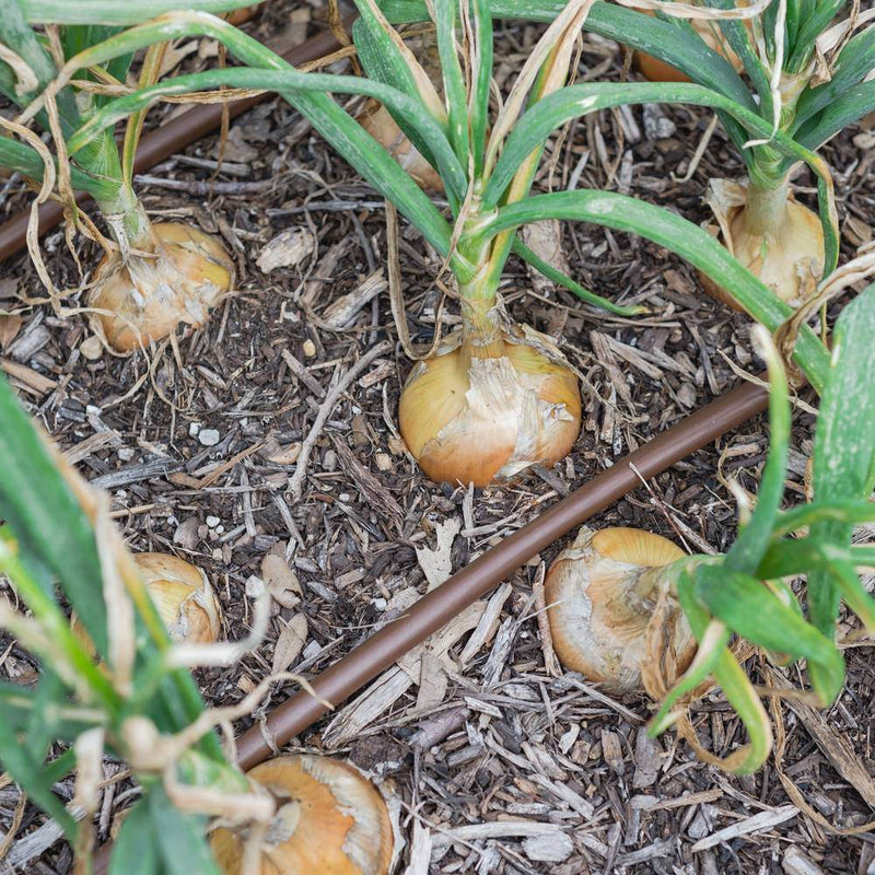 onion plant seeds Texas Early Grano Bulb Onion Seeds