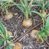 Texas Early Grano Bulb Onion Seeds
