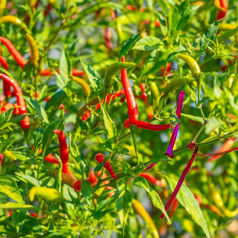 thai chili plant seeds Thai Hot Chile Pepper Seeds