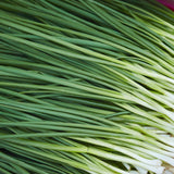 Tokyo Long White Bunching/Scallion Onion Seeds