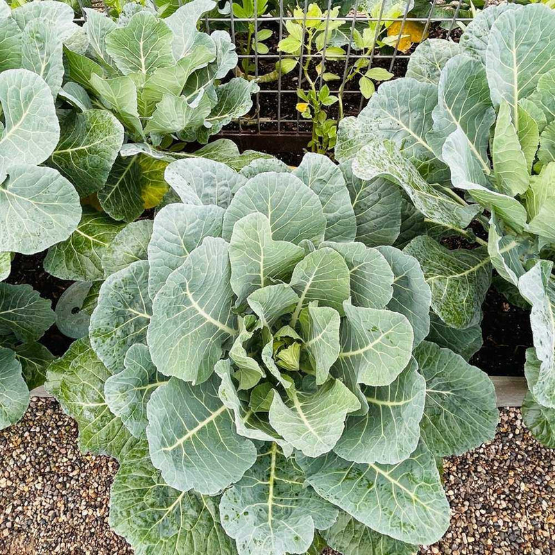 plant collard green seeds Top Bunch 2.0 Collards Seeds