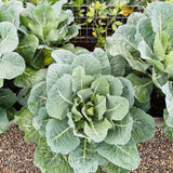 Top Bunch 2.0 Collards Seeds