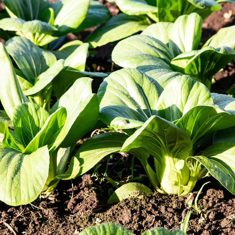 planting bok choy seeds Toy Choy Bok Choy Seeds