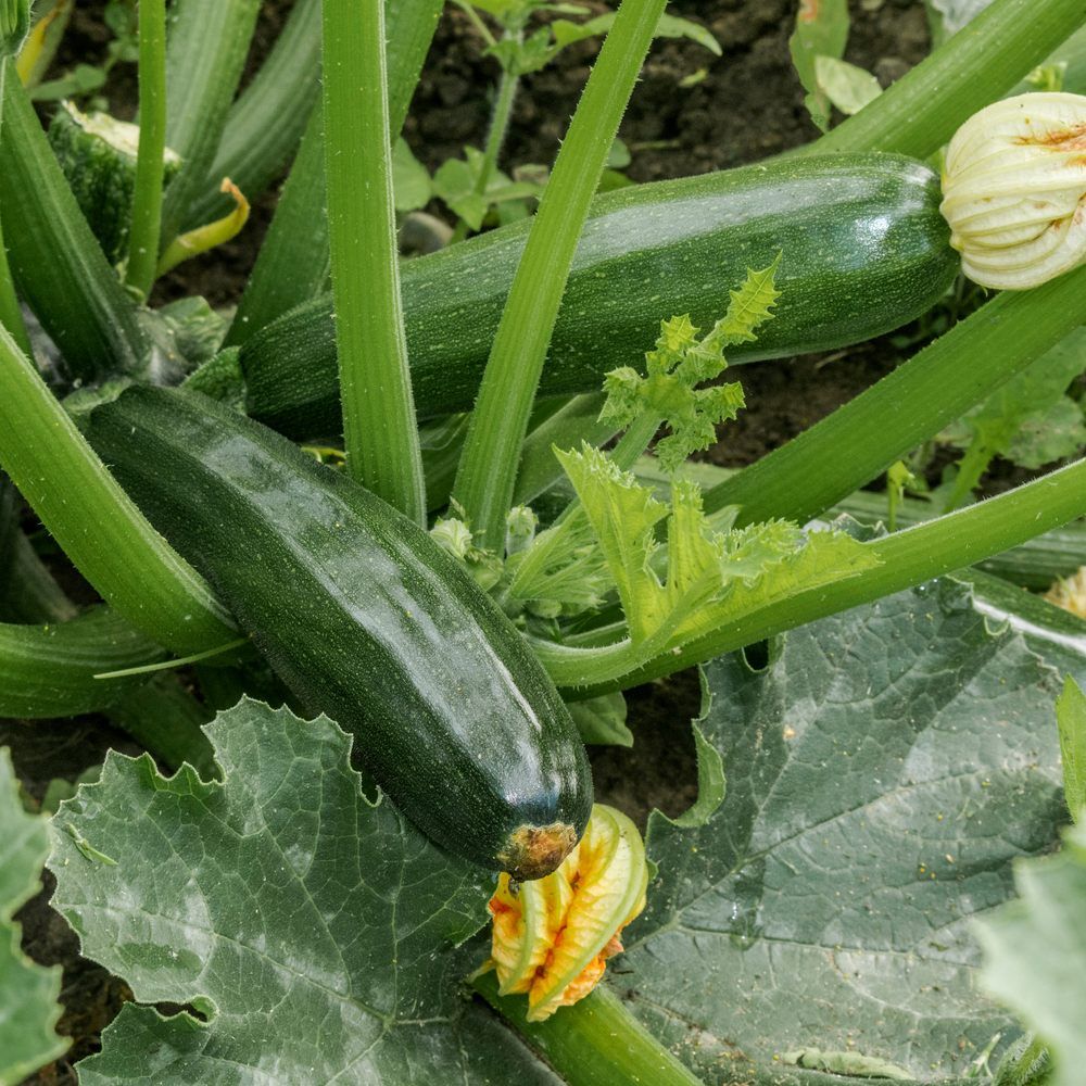 Triumph Summer Squash Seeds